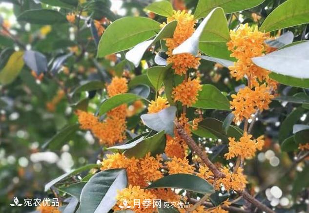 南陽苗木基地盤點(diǎn)桂花樹的四大品種，哪種***香***好***名貴？(圖2)