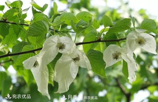 苗木價(jià)格變化大，主要有這三個(gè)因素(圖2)