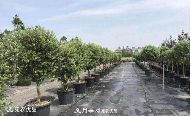 北方園林需求旺盛，分享大規(guī)格容器苗木培育技術(shù)以及管理方法(圖10)