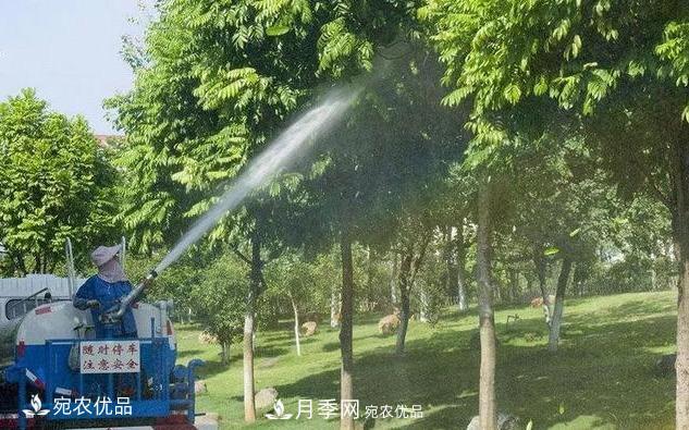 澆水學(xué)三年，南陽(yáng)苗木合作社教你澆水的學(xué)問大著呢(圖3)