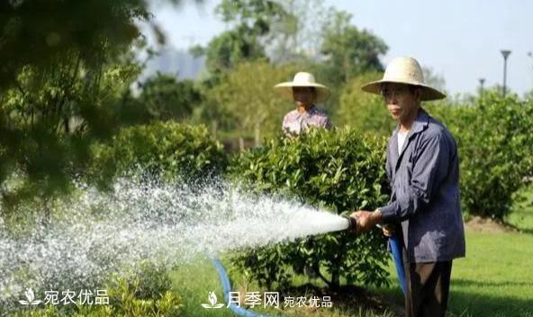 澆水學(xué)三年，南陽(yáng)苗木合作社教你澆水的學(xué)問大著呢(圖1)