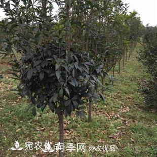 南陽(yáng)精品桂花球，3-5公分桂花苗桂花樹(圖4)