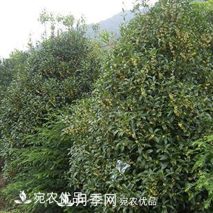 南陽(yáng)精品桂花球，3-5公分桂花苗桂花樹(圖2)