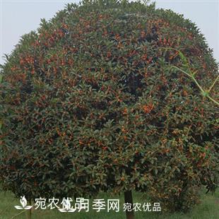 南陽(yáng)精品桂花球，3-5公分桂花苗桂花樹(圖3)