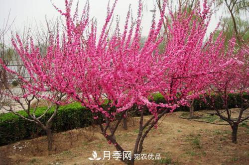 北方種植哪些開花的苗木、花卉比較適合？(圖2)