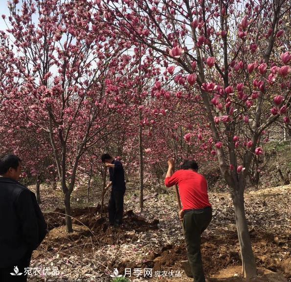 南召縣皇后鄉(xiāng)念好玉蘭花卉苗木財(cái)富經(jīng)(圖1)