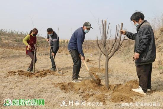 南陽南召縣苗木產(chǎn)業(yè)奪勝利 生態(tài)扶貧收紅利(圖2)