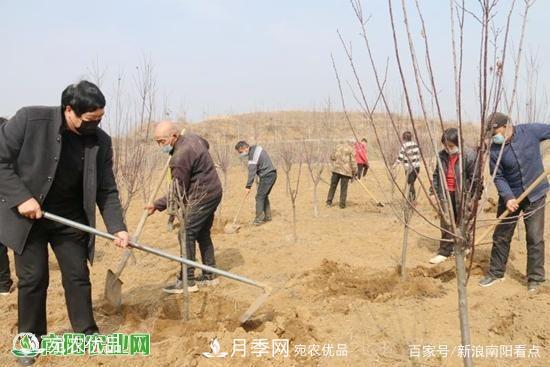 南陽南召縣苗木產(chǎn)業(yè)奪勝利 生態(tài)扶貧收紅利(圖1)