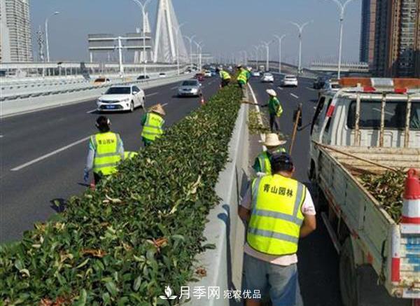 武漢園林工人高溫下修枝除草，守護(hù)城市月季景觀(圖2)