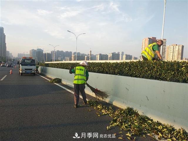 武漢園林工人高溫下修枝除草，守護(hù)城市月季景觀(圖3)