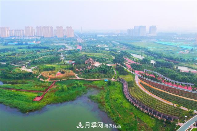 山東濟南的后花園，童話般月季花王國，300畝900個品種月季花盛放(圖4)