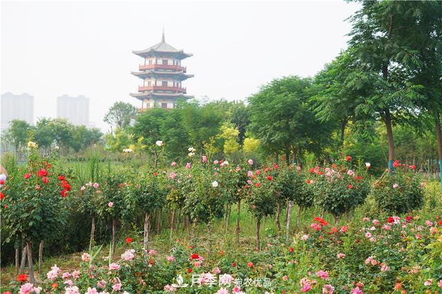 山東濟南的后花園，童話般月季花王國，300畝900個品種月季花盛放(圖5)