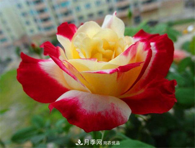 香水月季紅雙喜，學(xué)會(huì)5個(gè)要點(diǎn)，花朵又大又香(圖1)