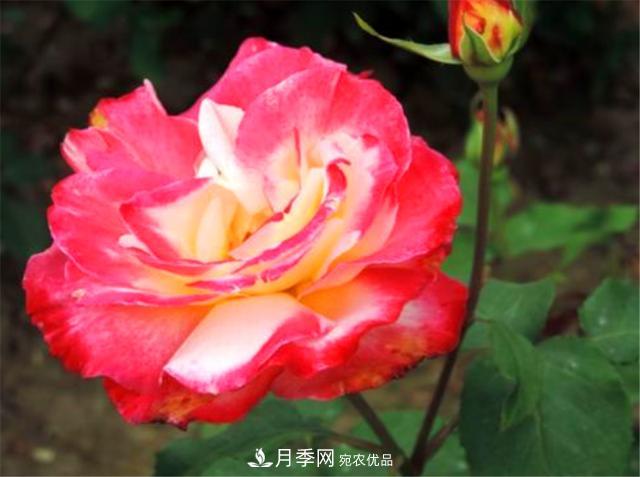 香水月季紅雙喜，學(xué)會(huì)5個(gè)要點(diǎn)，花朵又大又香(圖3)