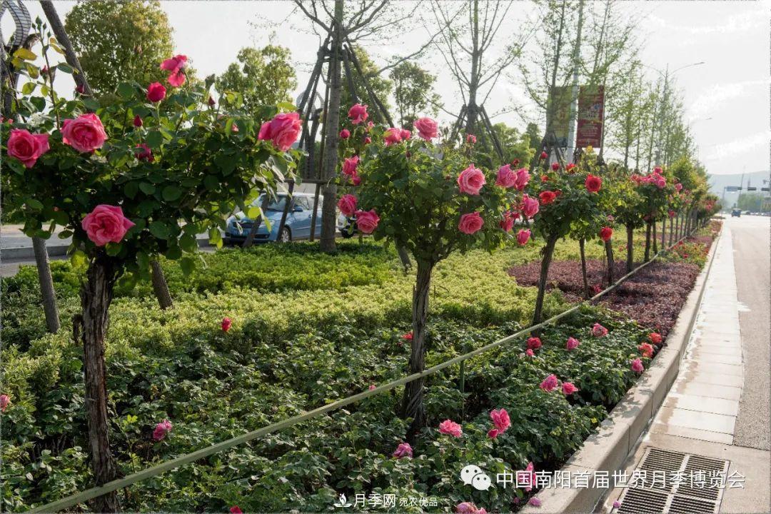 月季花開扮靚山城河南淅川(圖3)