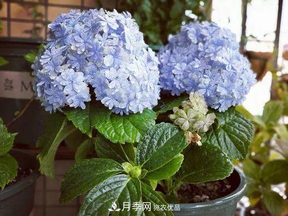 8月，不要再買這3種花，賞花時(shí)間短，很不劃算(圖2)