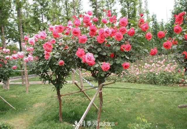 比烈日更潑辣的3種花樹，盛夏燦爛無(wú)比，你要養(yǎng)一棵嗎？(圖3)