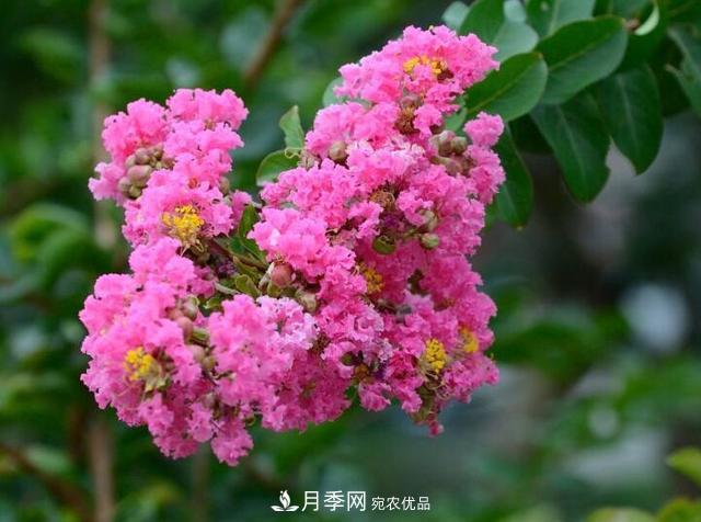 比烈日更潑辣的3種花樹，盛夏燦爛無(wú)比，你要養(yǎng)一棵嗎？(圖1)