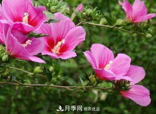 比烈日更潑辣的3種花樹，盛夏燦爛無(wú)比，你要養(yǎng)一棵嗎？(圖2)