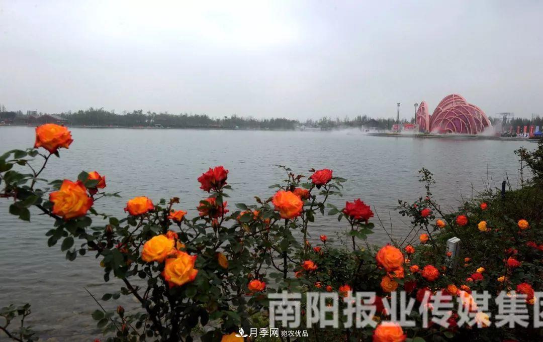 月季花美了一座城，2019世界月季洲際大會給南陽帶來了什么？(圖1)