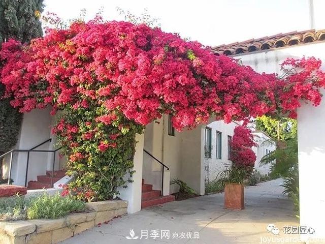 八月月季花卉養(yǎng)護，園丁的打理事宜(圖5)