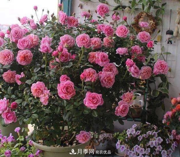 八月月季花卉養(yǎng)護，園丁的打理事宜(圖9)