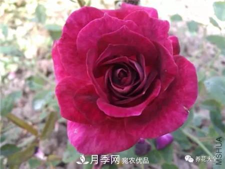 花期***長(zhǎng)的10種月季，種一棵賞大半年(圖9)