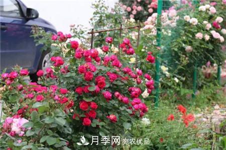 花期***長(zhǎng)的10種月季，種一棵賞大半年(圖12)