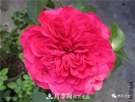 花期***長(zhǎng)的10種月季，種一棵賞大半年(圖11)