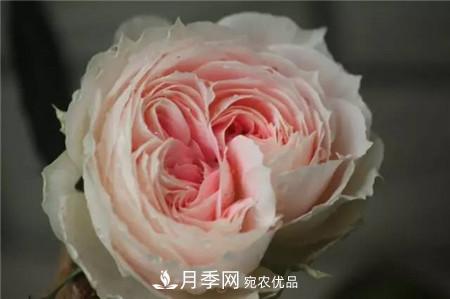 花期***長(zhǎng)的10種月季，種一棵賞大半年(圖15)