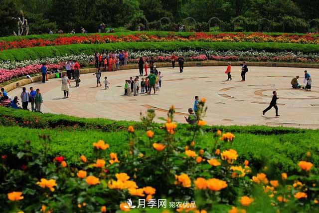 北京植物園樹狀月季花盛開，觀賞效果超級贊！(圖1)