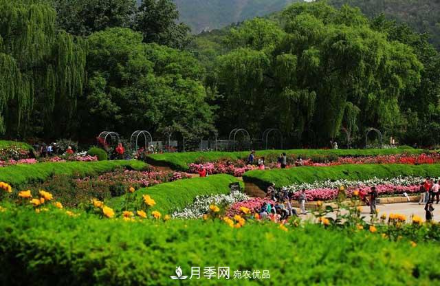 北京植物園樹狀月季花盛開，觀賞效果超級贊！(圖3)