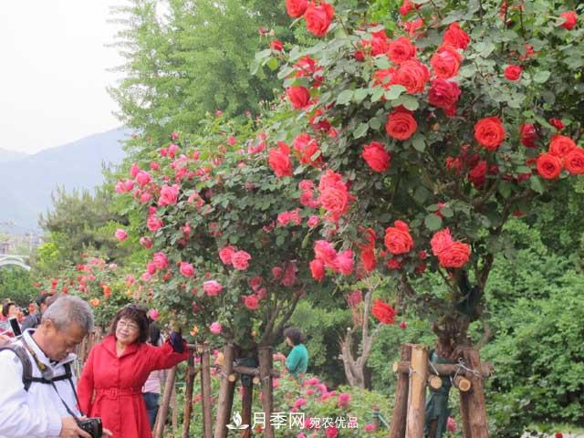 北京植物園樹狀月季花盛開，觀賞效果超級贊！(圖4)