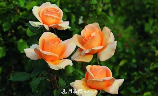 別養(yǎng)普通月季花了，看這3種變色月季，好看又好養(yǎng)活(圖1)