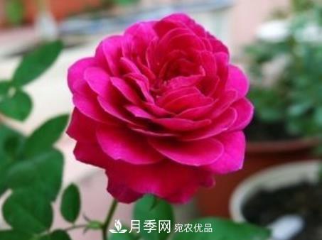 3種“***香月季花”，個(gè)個(gè)香氣四溢，驚艷四座，年年開花(圖2)