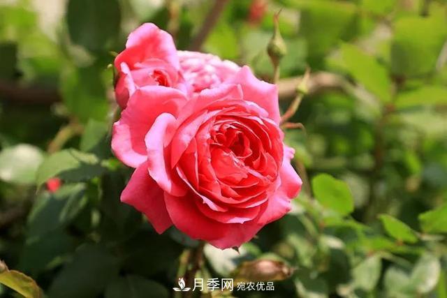 花中皇后月季花，這三大優(yōu)點(diǎn)***受人歡迎(圖3)