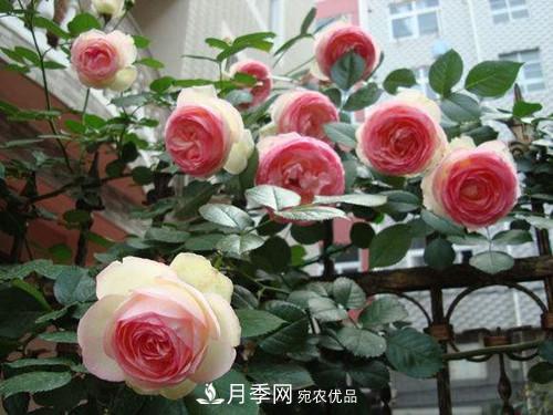 10個(gè)品種月季花顏值排行榜，一個(gè)比一個(gè)驚艷！(圖1)