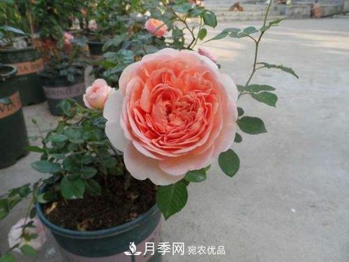 10個(gè)品種月季花顏值排行榜，一個(gè)比一個(gè)驚艷！(圖3)