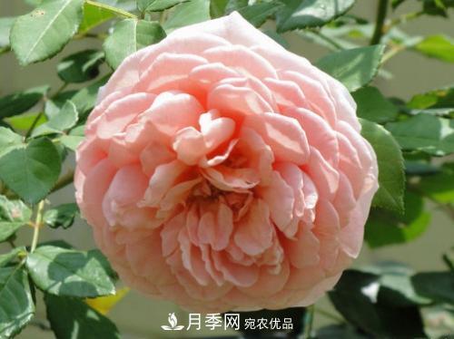 10個(gè)品種月季花顏值排行榜，一個(gè)比一個(gè)驚艷！(圖10)