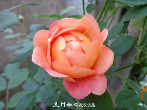 10個(gè)品種月季花顏值排行榜，一個(gè)比一個(gè)驚艷！(圖8)