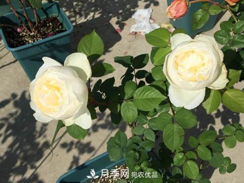 10個(gè)品種月季花顏值排行榜，一個(gè)比一個(gè)驚艷！(圖6)