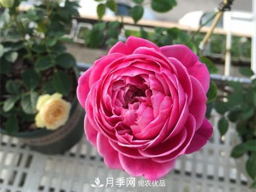 10個(gè)品種月季花顏值排行榜，一個(gè)比一個(gè)驚艷！(圖5)