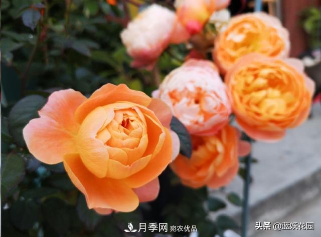 已經立秋，月季花可以秋剪了嗎？南北方修剪時間大不同(圖5)