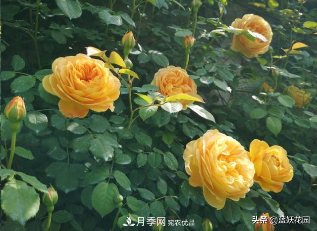 已經立秋，月季花可以秋剪了嗎？南北方修剪時間大不同(圖6)