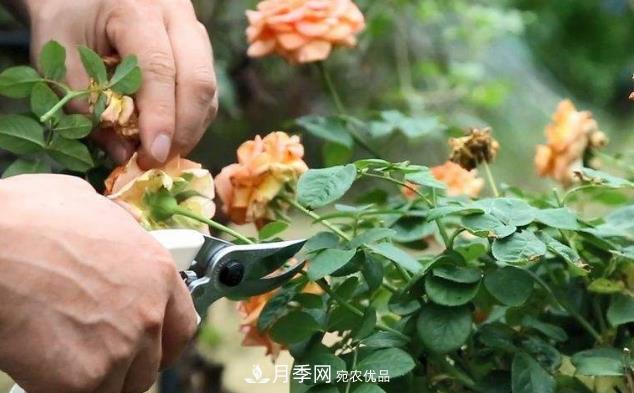 月季花什么時候修剪？選對“時間”，才能花開爆，一直開花(圖1)