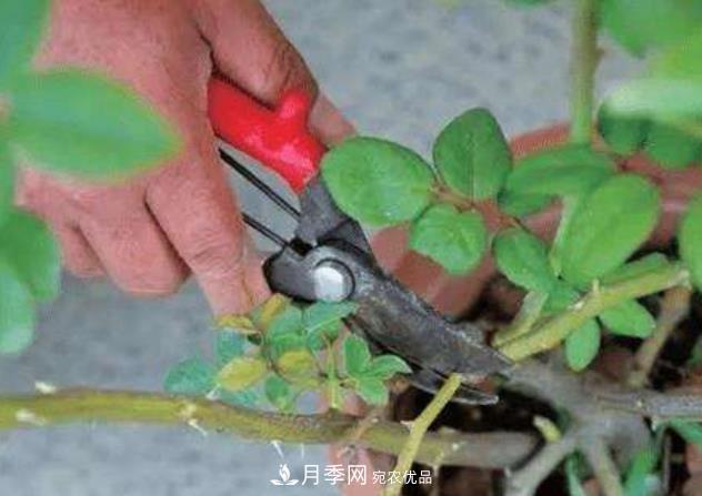 月季花什么時候修剪？選對“時間”，才能花開爆，一直開花(圖2)