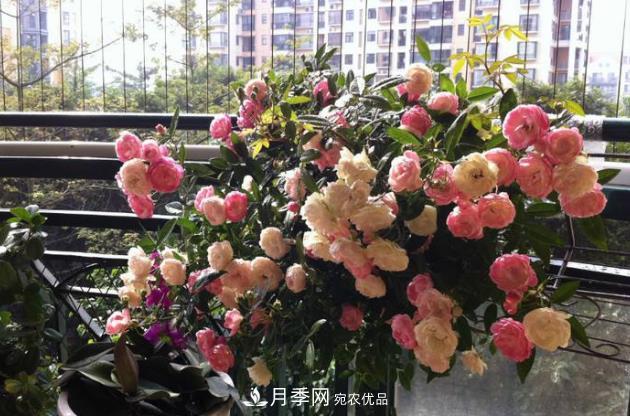 月季花什么時候修剪？選對“時間”，才能花開爆，一直開花(圖3)