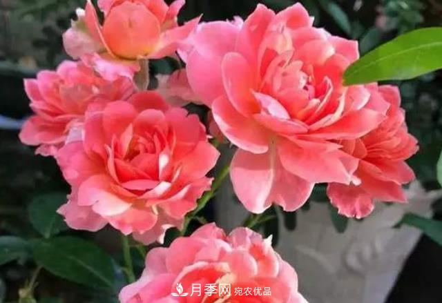 月季花什么時候修剪？選對“時間”，才能花開爆，一直開花(圖5)