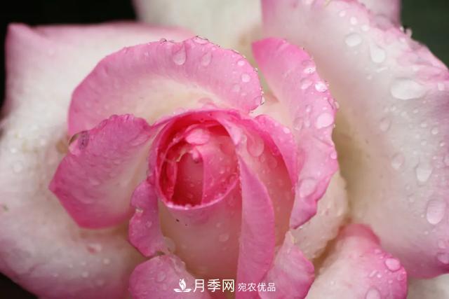 月季養(yǎng)護(hù)知識(shí)：這樣養(yǎng)出的月季花，花大色艷，枝繁葉茂(圖1)