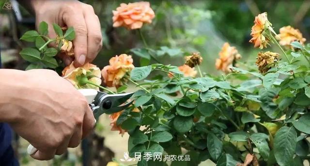 月季養(yǎng)護(hù)知識(shí)：這樣養(yǎng)出的月季花，花大色艷，枝繁葉茂(圖5)